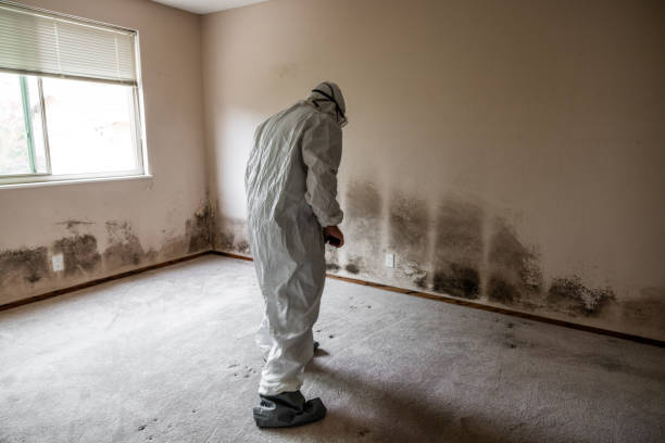 Best Toxic Mold Removal  in Lancaster, PA