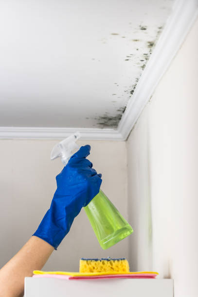 Best Mold Removal Process  in Lancaster, PA