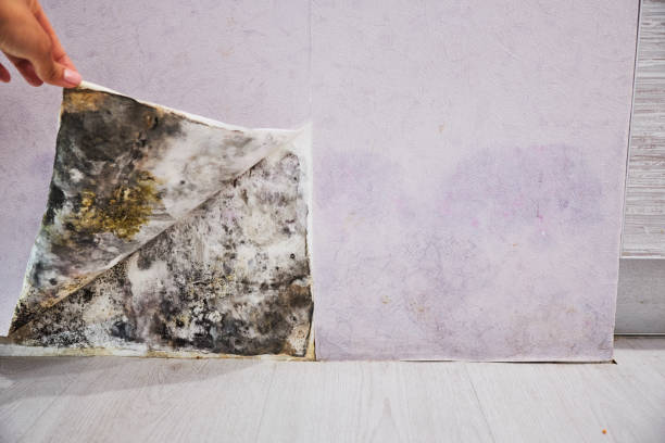 Mold Removal and Inspection in Lancaster, PA